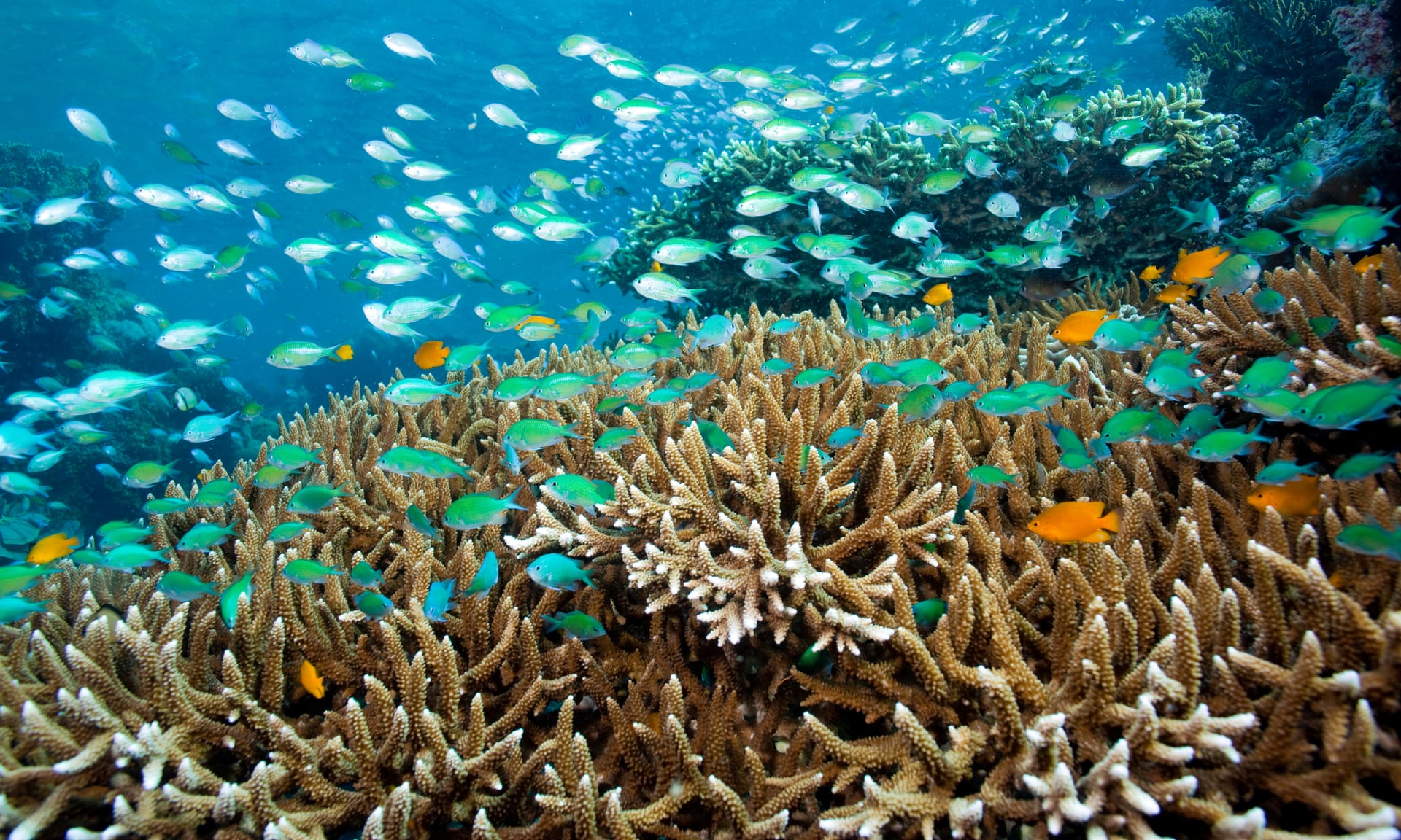 Hệ sinh thái biển đang bị đe dọa